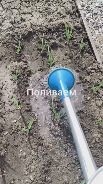 Подкормки чеснока!🧄