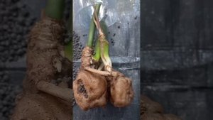КЛУБЕНЬ замиокулькаса БЕЗ КОРНЕЙ. РЕАНИМАЦИЯ в аквагр