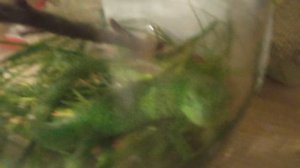 моя ящерица 😅😅