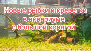 Запустил кучу рыбок и креветок в большой аквариум с корягой.