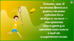 Анис: чем полезен и кому нельзя