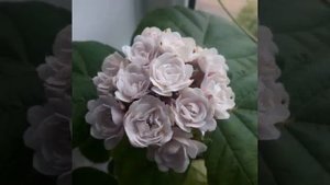 Клеродендрум Филиппинский, самый ароматный клер❤️