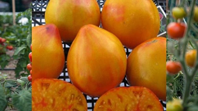 ТОМАТЫ-ЭКЗОТЫ!🍅🔥НОВЫЙ ЗАКАЗ СЕМЯН!2025🍅Красиво и вку смотреть онлайн