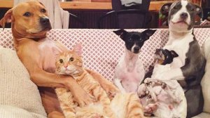 ПРИКОЛЫ С КОТАМИ! ПРИКОЛЫ С СОБАКАМИ. Смешные ЖИВОТНЫЕ. Подборка лучших приколов