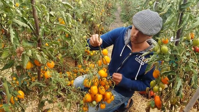 Мега- урожайный томат Цитрина смотреть онлайн