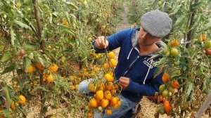 Мега- урожайный томат Цитрина