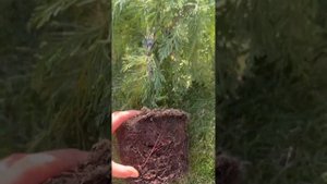 Кипарисовик нутканський пендула