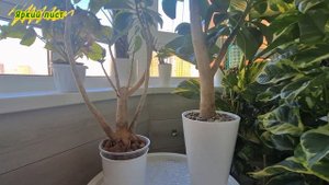 АДЕНИУМ на фитильном поливе. Обзор состояния