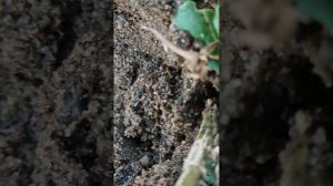 Флокс метельчатый. Обрезка осенью.                      #garden #flowe