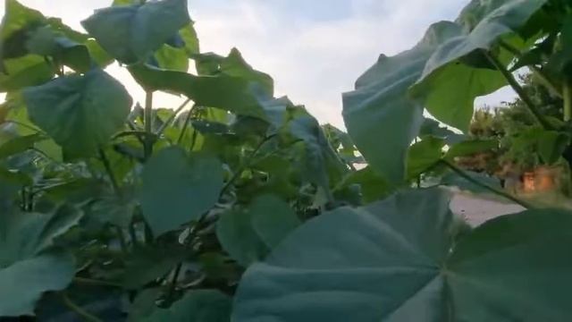 Как выращивать Павловнию  Советы по выращиванию
