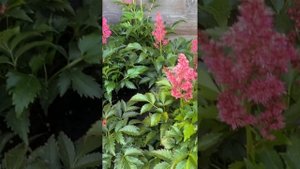 Сравнение астильб сорта Fanal и Bonn