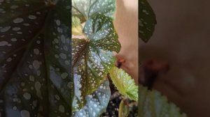 Обзор бегонии Angel Wings (крылья ангела)