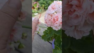 ЕС персиковый авантюрин