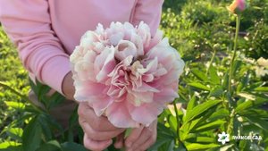 Triphena Parkin peony. Трифена Паркин пион. Пулков сад