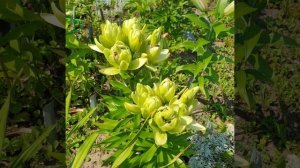 Лилии Барбадос Легенда и Мистери Дрим