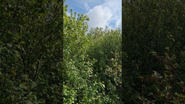 Утро Деревенское