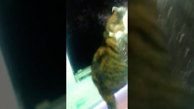 Летучая мышь залетела на балкон. #летучаямышь #мышь #ко