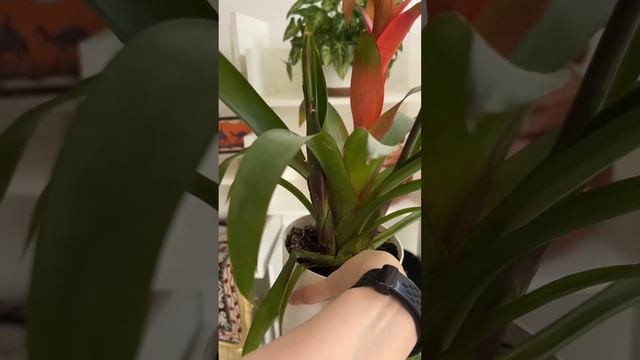 #цветущиецветы #цветывдоме #гузмания #уходзарастениям