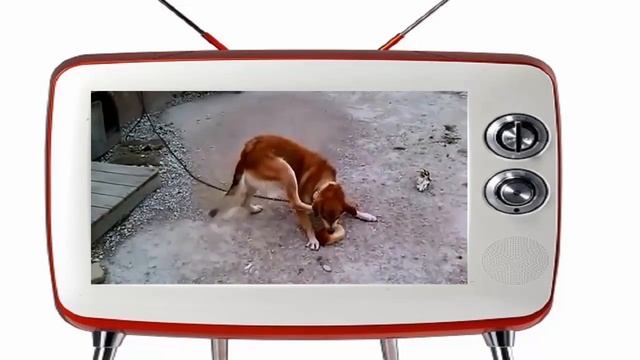 FUNNY VIDEOS! ПРИКОЛЫ и НЕУДАЧИ 2015! Смешная видео подборка приколов! смотреть онлайн