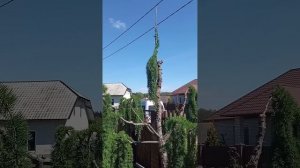Лиственница плакучая привитая множеством прививок на