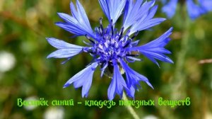 Василёк синий. Целебный отвар и настой из василька син