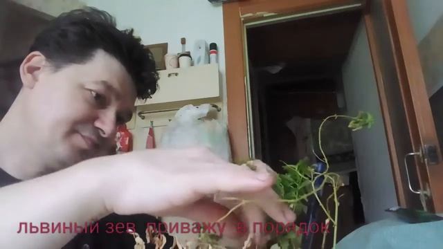 Львиный зев  привожу в порядок
