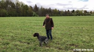 Дрессировка легавых собак