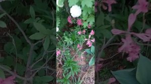 листопадный рододендрон,  азалия Рози лайтс зацвел по?