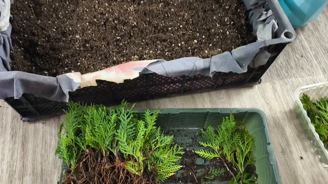 Результаты зимнего черенкования туи, таких корней я н? смотреть онлайн