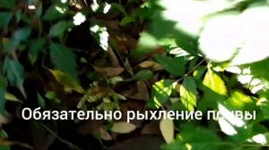 УХОД ЗА АСТИЛЬБОЙ ПОСЛЕ ЦВЕТЕНИЯ.
