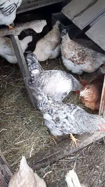 Жизнь курочек! #курынесушки #chick #петух #куры #курятник смотреть онлайн