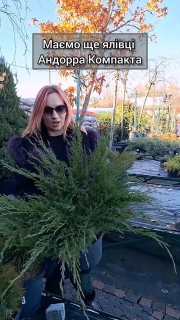Ялівець Андорра Компакта #shortsvideo #shorts #plants #garden #gardener #gard