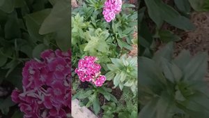 Вуаля.🌺 Ковровая турецкая гвоздика. Подзимний сев 🌿