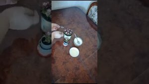 Суккулент Анакампсерос Руфесценс