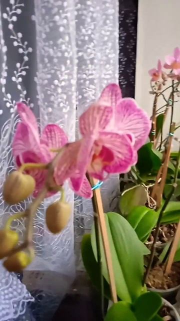 начало цветения... смотреть онлайн