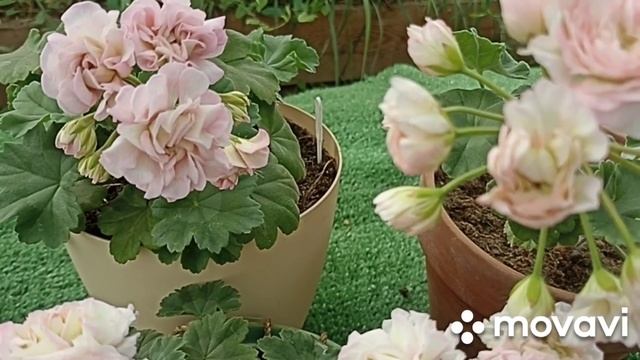 ПЕЛАРГОНИИ ТА ЭММАНУЭЛЬ И ЮВ ЗВЕЗДА ВОДОЛЕЯ // КОЛЛЕКЦ? смотреть онлайн