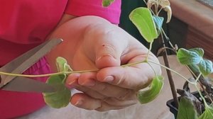 Клематисы вырастила на подоконнике и размножаю дальш?