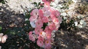 Джеки Фаворит парковая роза. Питомник Роз  Полины Козл