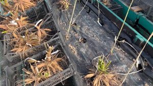 ВСЁ о ДЕЛЕНИИ ГЕОРГИН на примерах разных клубней #милы