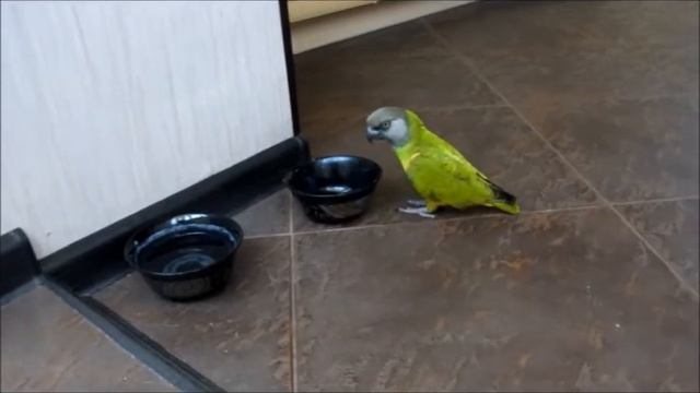 Игра Сенегальского попугая и таксы-2 смотреть онлайн