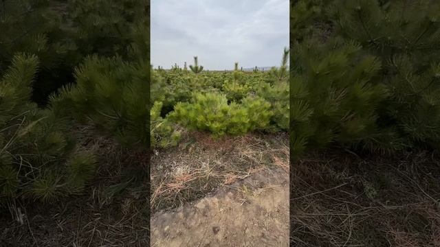 Сосны в панике!🌲😱Этот ЛОСЬ не знает страха! смотреть онлайн