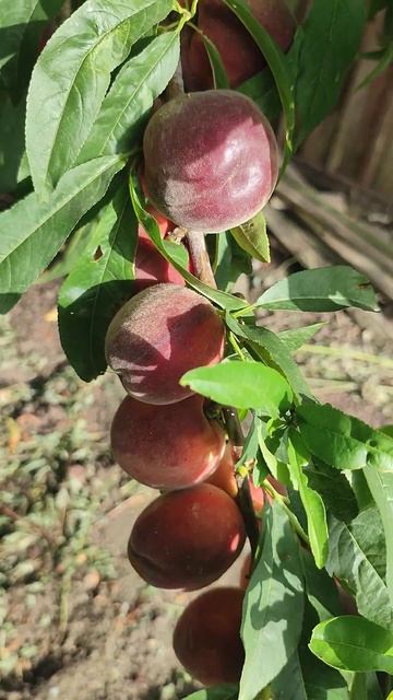 Персик Шугарт Тайм, особенности выращивания смотреть онлайн