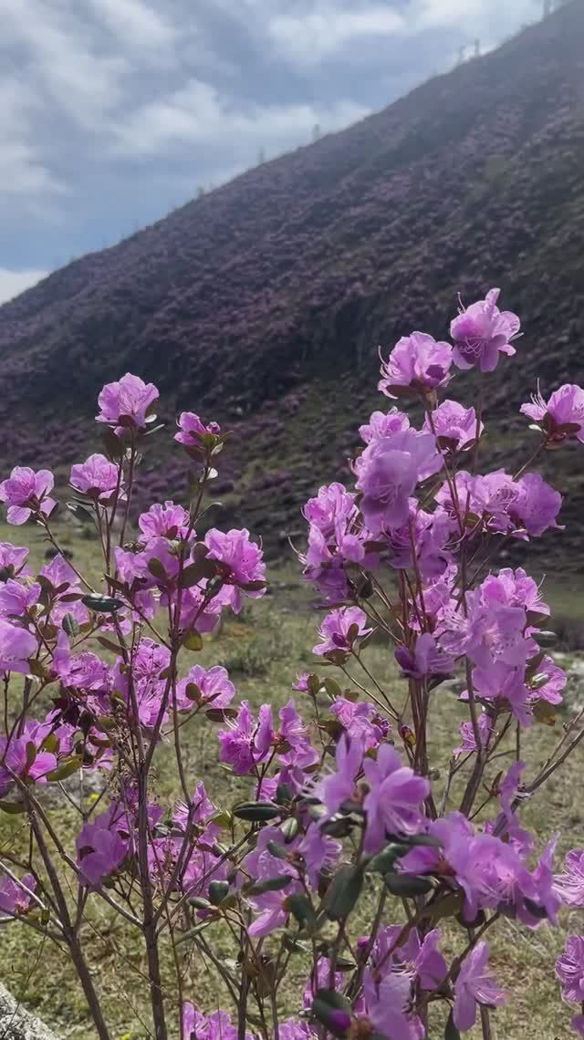 Весеннее волшебство🌸😍.