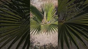 В каком виде вашингтония уходит на зимовку