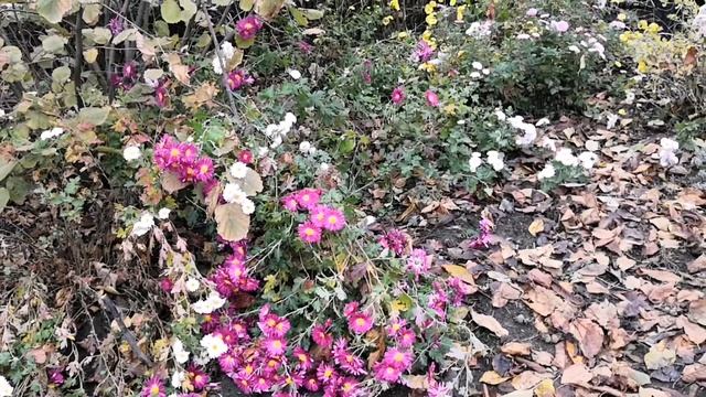 Ноябрь на излете... Южный сад... цветение хризантем 🍁 смотреть онлайн