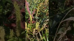 Гаура после морозов -40 зимой  и проливных дождей летом.