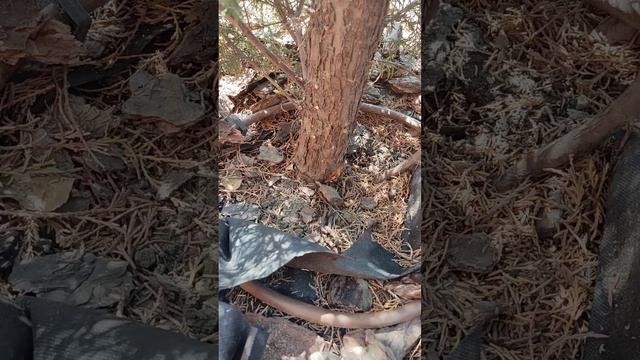 Кипарис Лаусона. Сколько ему осталось?...