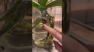 Орхидеи без грунта! Мой опыт.