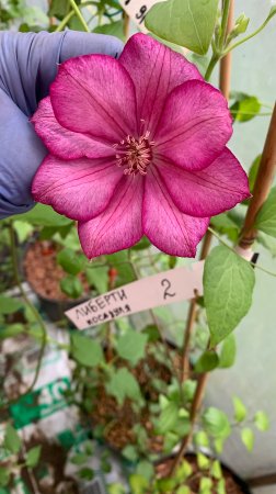 🌸Клематис Либерти крупноцветковый (2)🌸

Clematis Liberty