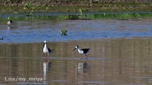 Ходулочники выясняют отношения..
